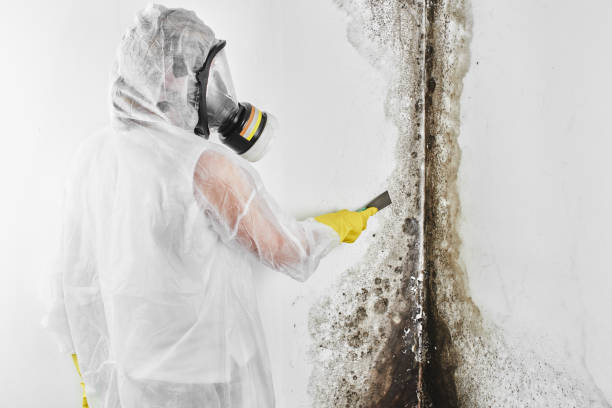 Best Toxic Mold Removal  in Rush City, MN