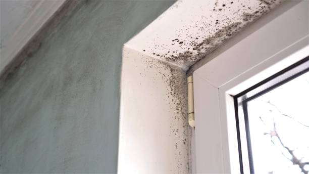 Best Mold Damage Repair  in Rush City, MN