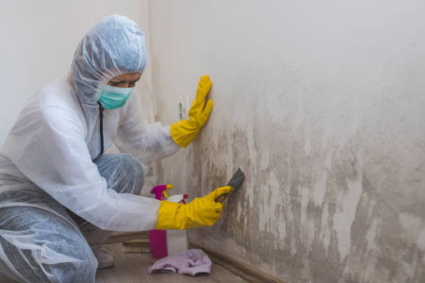 Professional Mold Removal in Rush City, MN