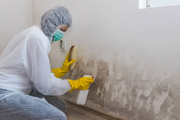Best Mold Removal Company Near Me  in Rush City, MN