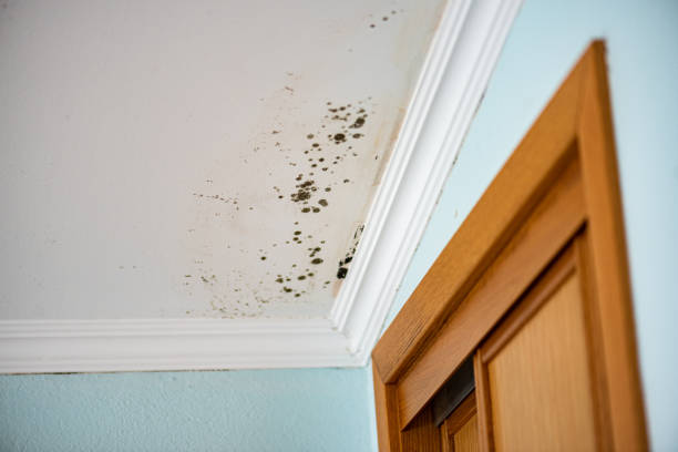 Mold Testing and Removal in Rush City, MN