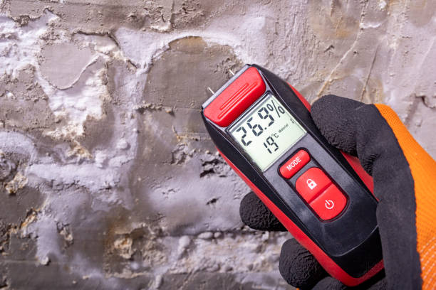 Best Black Mold Removal  in Rush City, MN