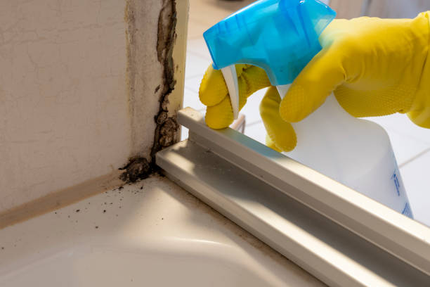 Best Water Damage Restoration  in Rush City, MN