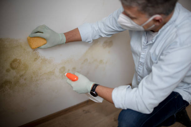 Best Fast Mold Removal  in Rush City, MN