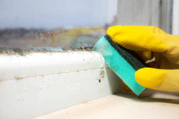 Best Attic Mold Removal  in Rush City, MN