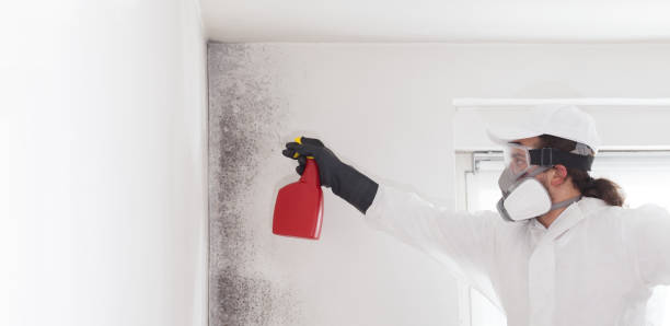 Best Commercial Mold Removal  in Rush City, MN