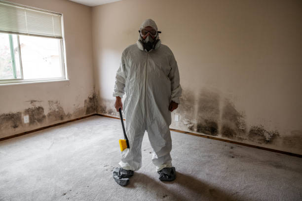 Best Certified Mold Removal  in Rush City, MN