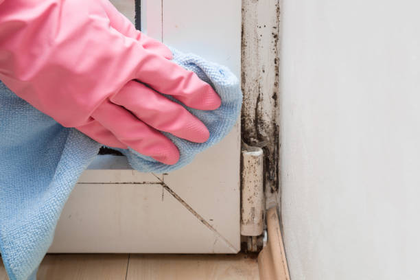 Best Local Mold Removal Service  in Rush City, MN