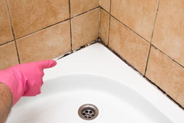 Best Affordable Mold Removal  in Rush City, MN